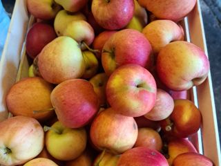 Selling apples of different varieties: Jona Gold, Elster, Golden