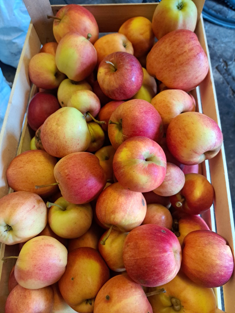 Selling apples of different varieties: Jona Gold, Elster, Golden Delicius