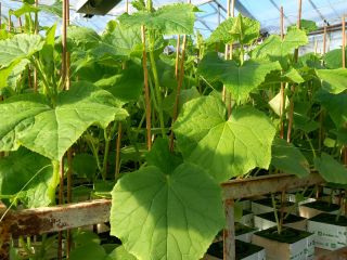 Hello, I will sell Machos cucumber seedlings, 3-4 weeks