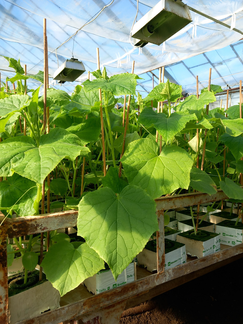 Hello, I will sell Machos cucumber seedlings, 3-4 weeks old, I have 35 thousand pieces