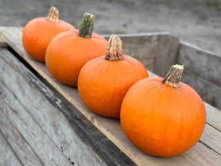 I will sell Gomez pumpkins. From 1 to 4
