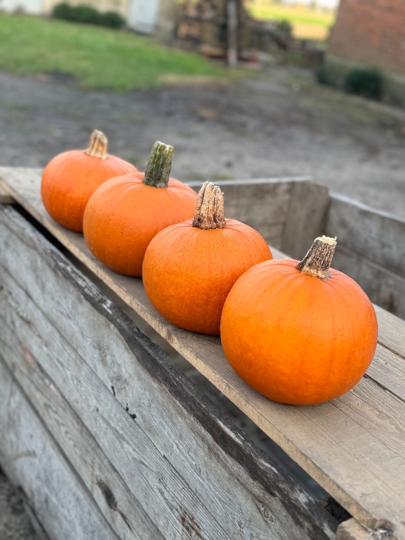 I will sell Gomez pumpkins