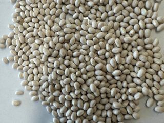 "White beans" Main indicators: ● Humidity — 18% (max)