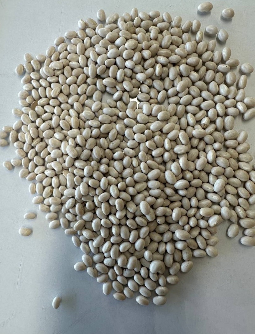 "White beans" Main indicators: ● Humidity — 18% (max) ● Purity (Sortex) - 99.5% ● Garbage admixture - 0.1% ● Beats - 0.2% ● Contaminated – 2.0% ● Number of