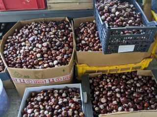 I will sell about 500 kg of chestnuts (there