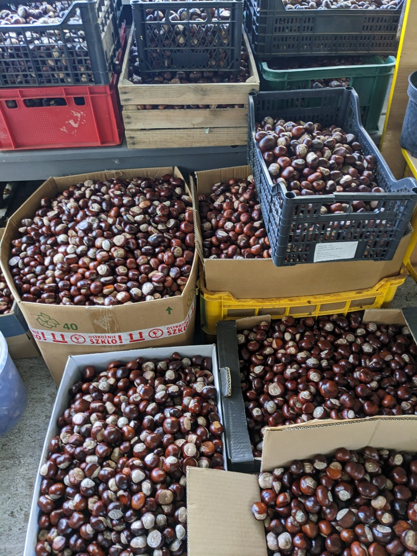 I will sell about 500 kg of chestnuts (there may be more) harvested in September 2024, excellent quality, without shells, not cracked, no mold