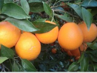 I will sell oranges imported from Spain. High-sugar oranges