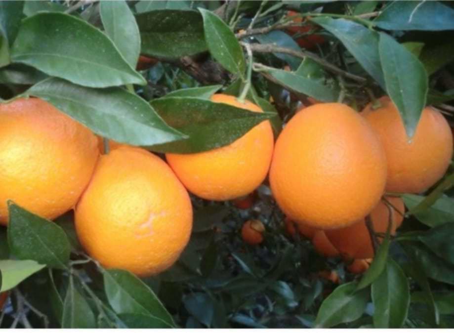 I will sell oranges imported from Spain