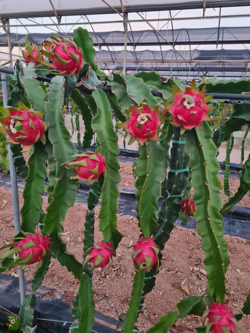 LOCAL BROKER Fruits Spain __________ Pitahayas- Dragon Fruit----- * Directly from my producer to export in the European Country