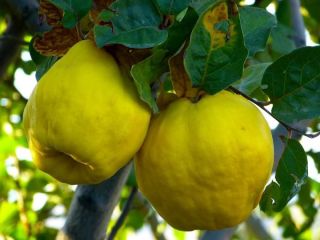 I am selling the quince from my farm, it
