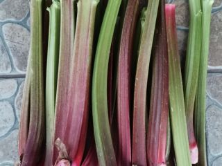 Hello, I will sell rhubarb Lider from a young