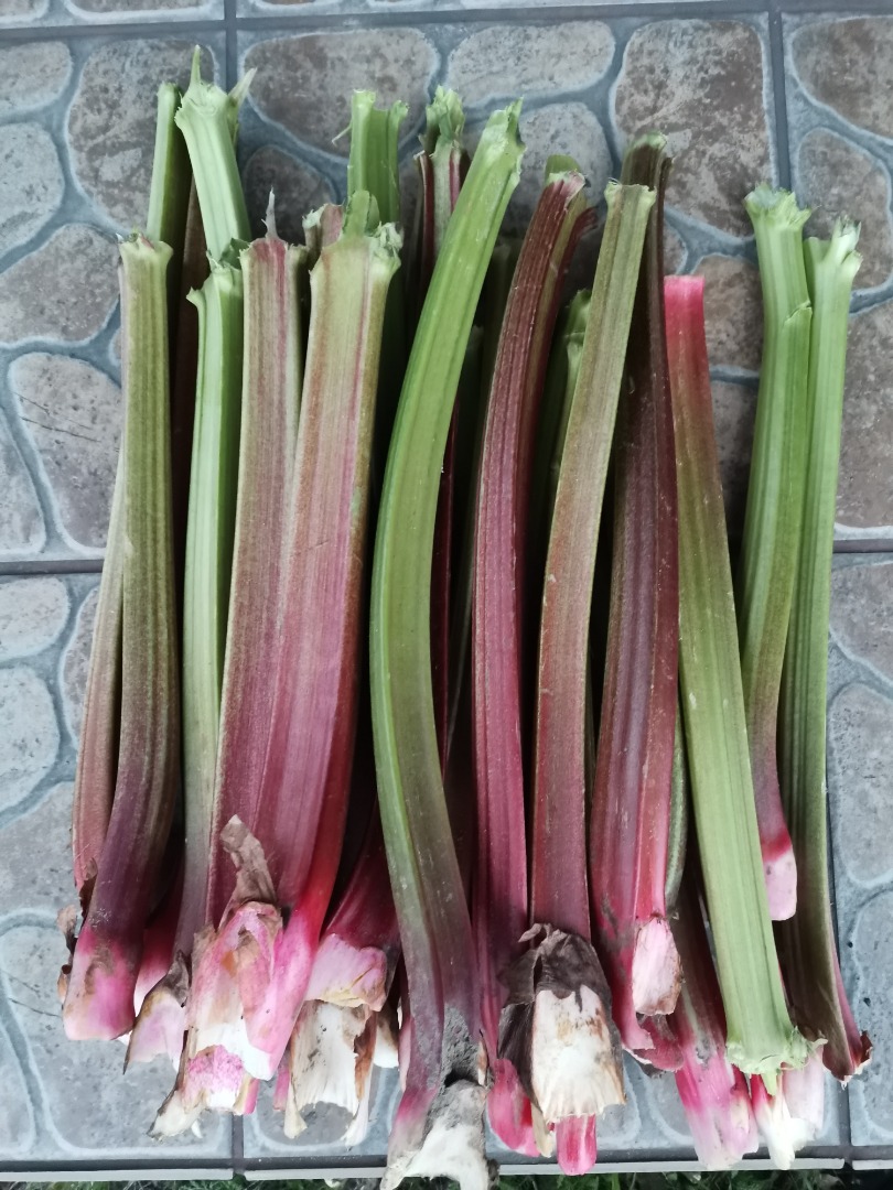 Hello, I will sell rhubarb Lider from a young plantation, about 5t, cut on one or both sides, possible transport
