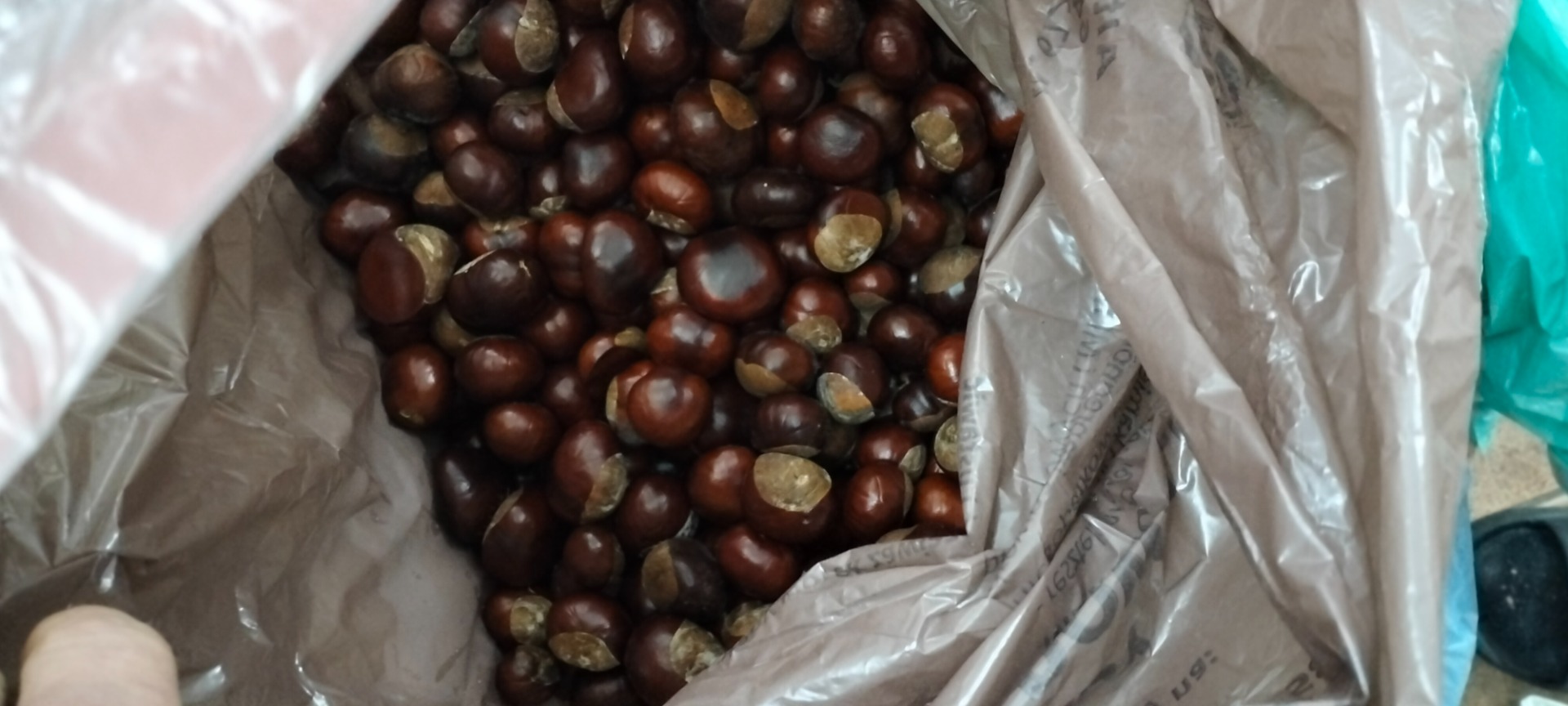 I will sell chestnuts about 100 kg for 80 groszy, contact number transport possible