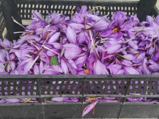 Saffron/saffron. Produced on a family farm, without fertilizers and