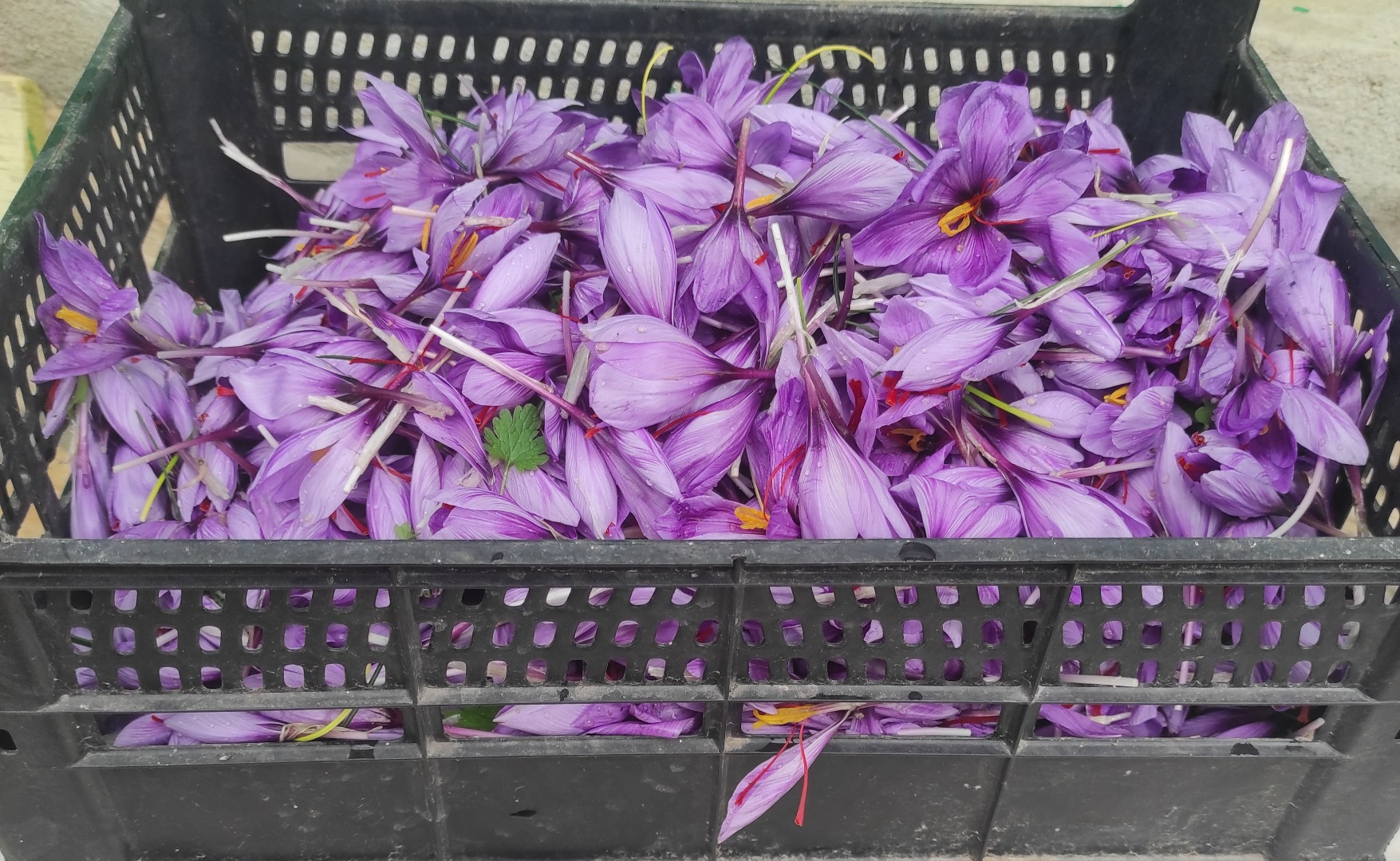 Saffron/saffron
