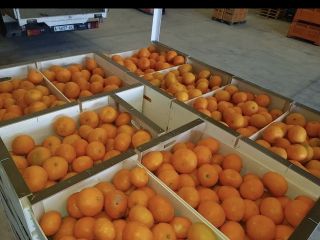 Spanish mandarins juicy seedless clemenvilla and clenentina straight from