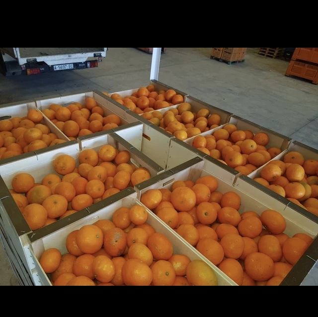 Spanish mandarins juicy seedless clemenvilla and clenentina straight from the orchards from the owner possibility of transport to European countries we speak