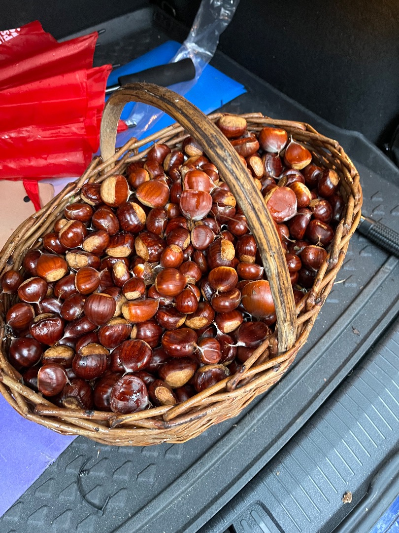 Chestnuts of the country