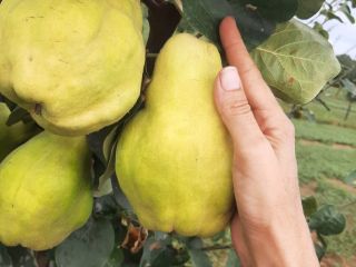 I offer for sale the quince fruit of our