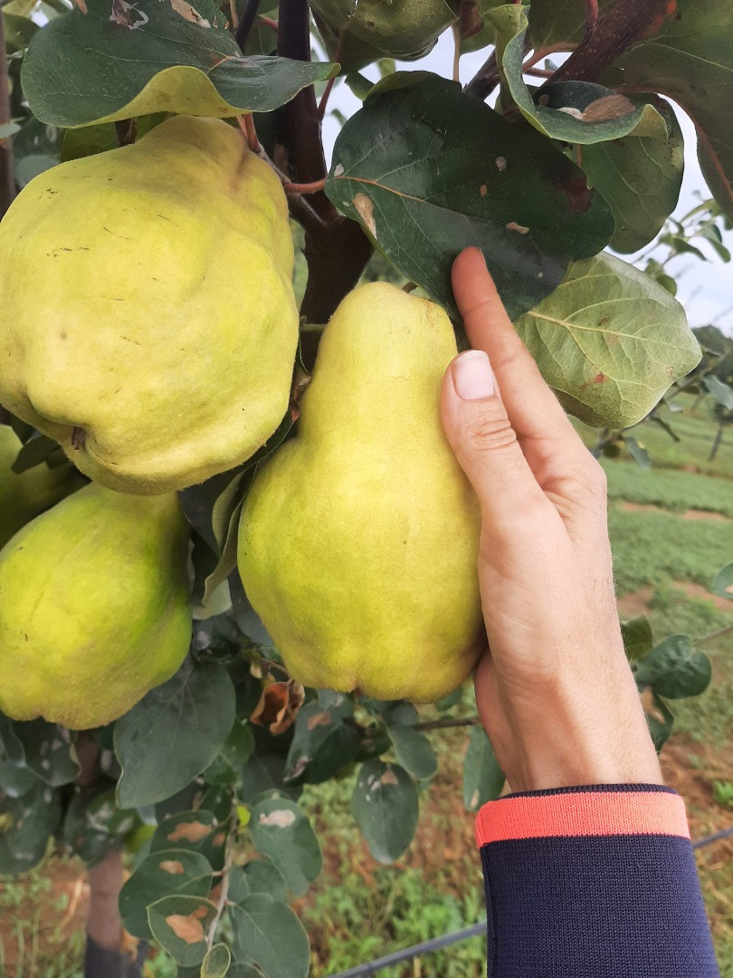 I offer for sale the quince fruit of our brandy garden