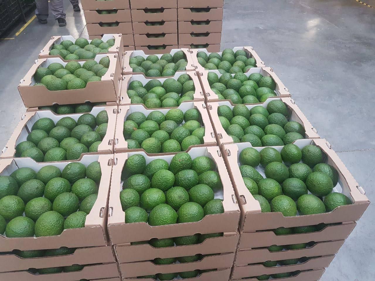 Avocados for Sale, from Morroco ( CIF , FOB ) , Package ( 16 - 20 pieces) , for more info contact us