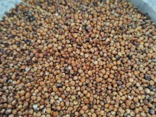 Hello, I have for sale red sorghum variety RAGT