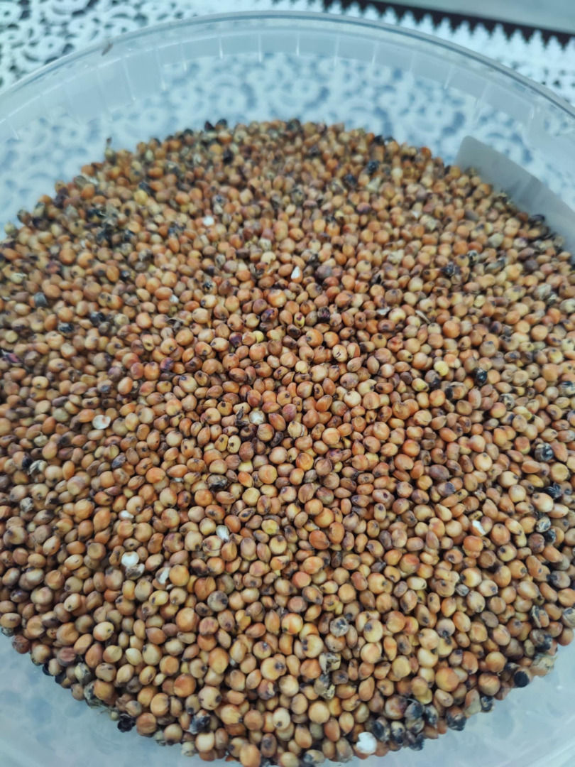 Hello, I have for sale red sorghum variety RAGT Belluga