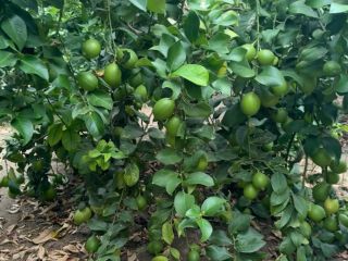 Albanian lime farm in a village called bishan near
