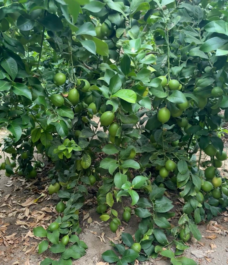 Albanian lime farm in a village called bishan near vlora