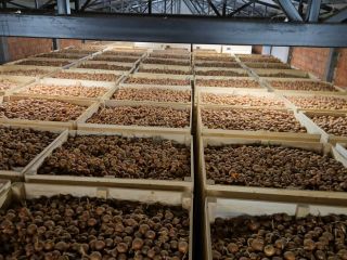 We sell Onions I class 50/80 mm. Quantity 500