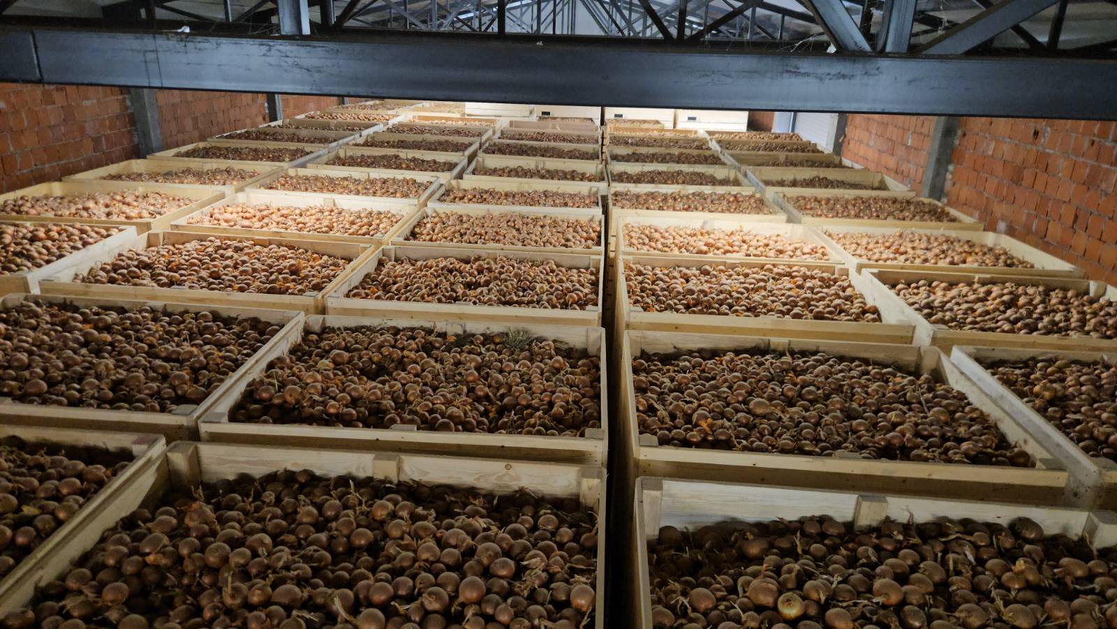 We sell Onions I class 50/80 mm