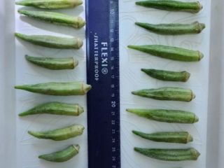 we offer fresh or deep frozen okra ! packaging
