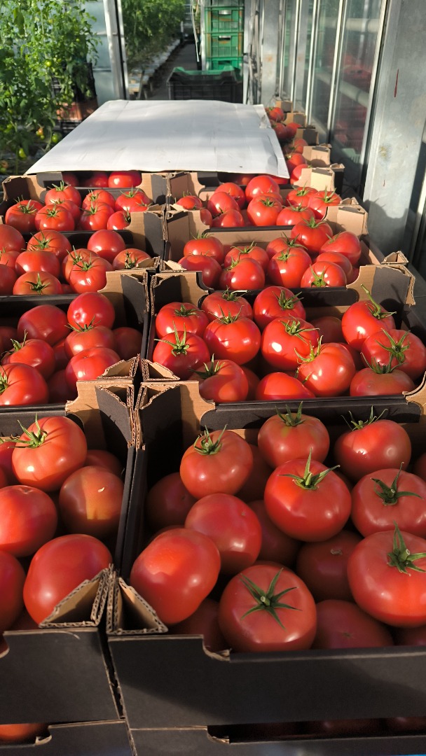 I will establish cooperation with shops/catering companies, wholesalers for the supply of Polish products (regular tomatoes, raspberry tomatoes, greenhouse