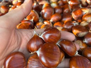 Chestnuts from the Ancares in León, a biosphere reserve,