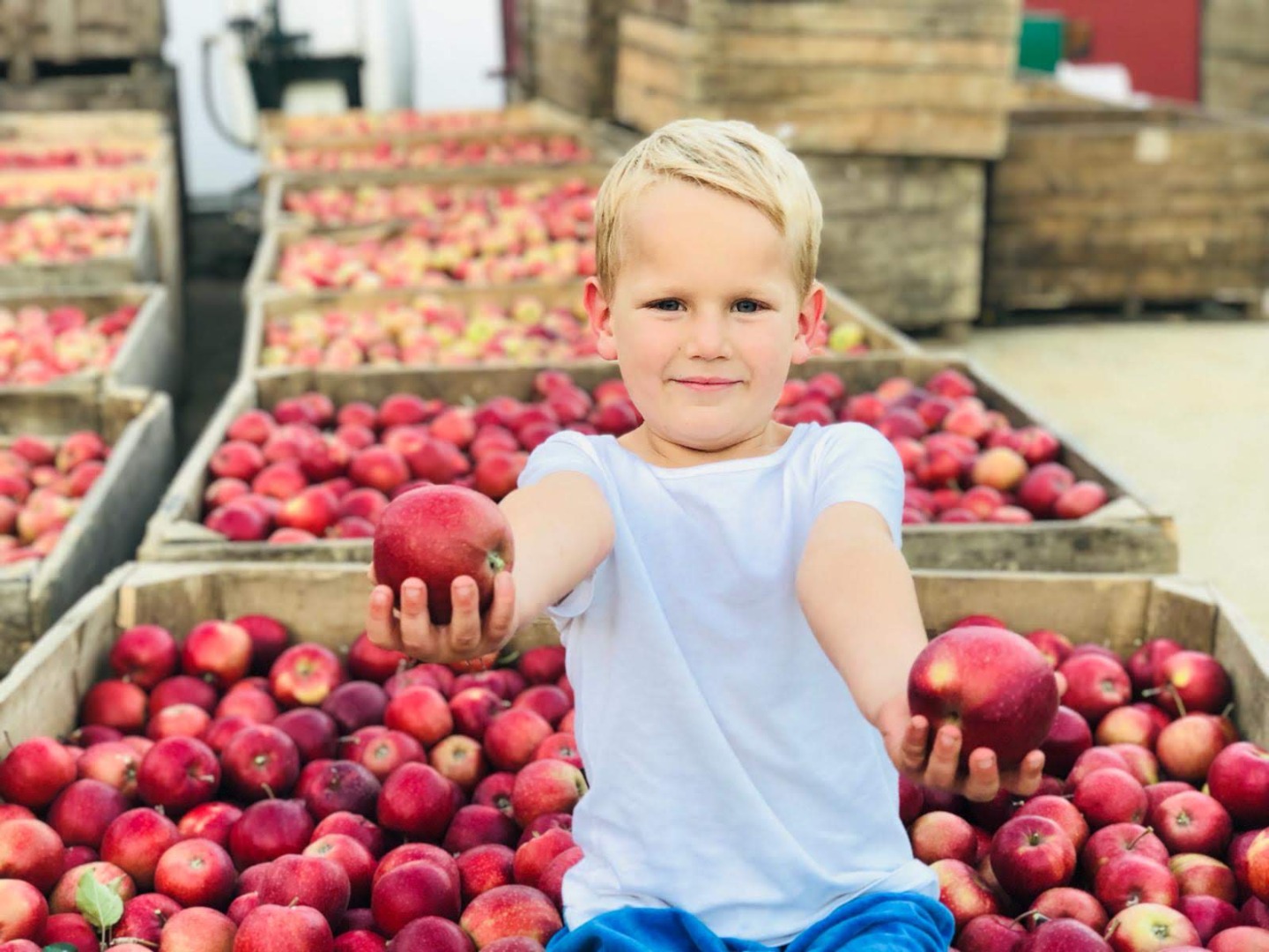 I will sell 30 tons of Jonagored!!! Nice apples, color, clean without damage