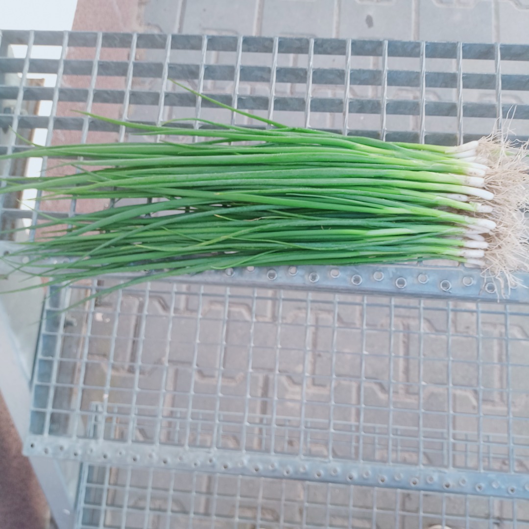 Sale of chives parade by the kilogram visible in the photo