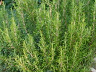 Dried rosemary for sale in bulk
