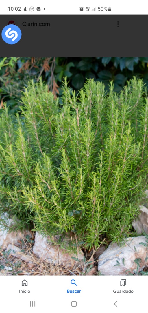 Dried rosemary for sale in bulk