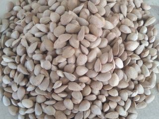 The SAG Gardens company offers Spanish almonds of the