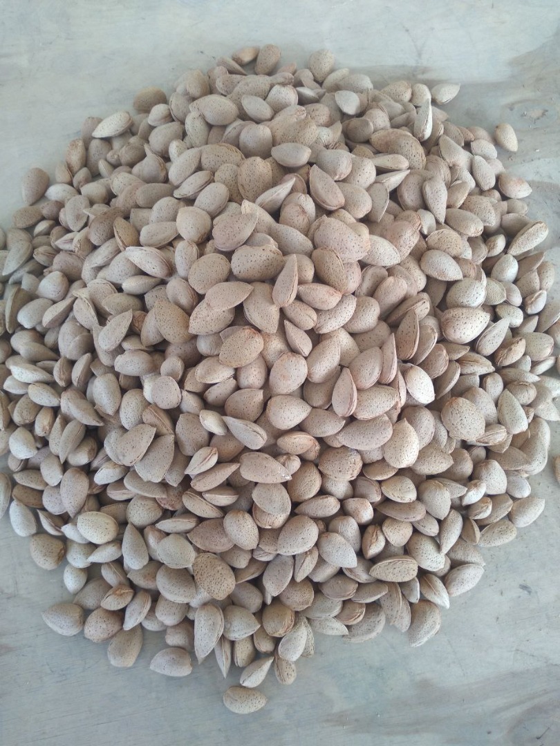 The SAG Gardens company offers Spanish almonds of the Avijor and Guara varieties, harvest 2024