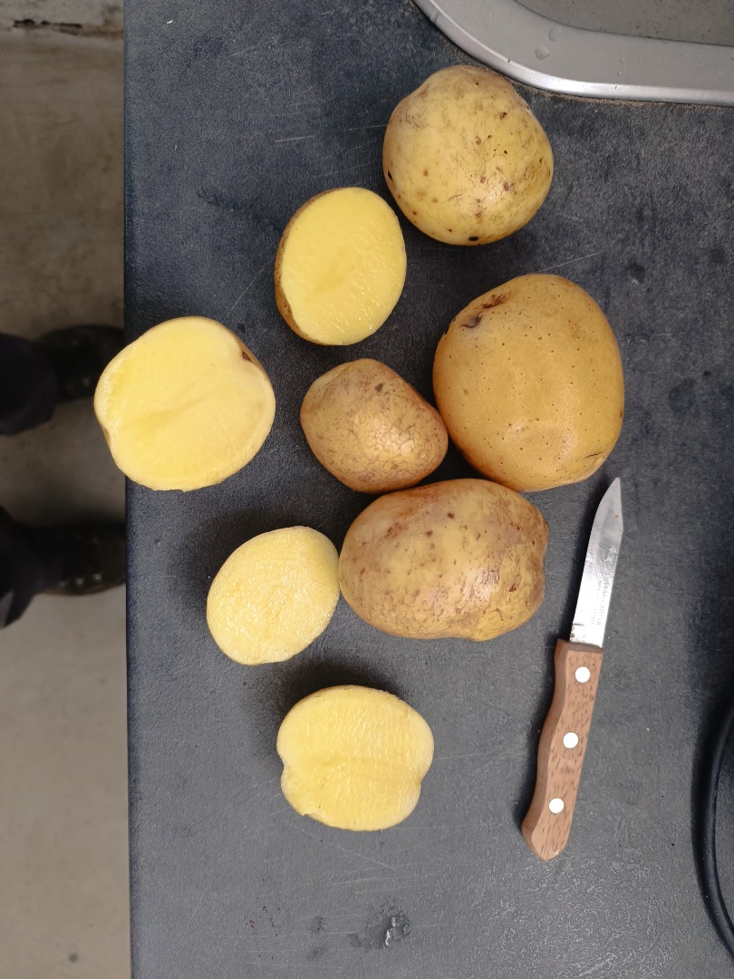 High quality potatoes maya, gala