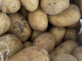 Potato variety Ellio. Packing 25 kg. Price negotiable