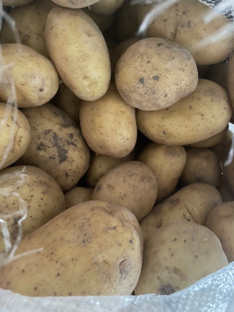 Potato variety Ellio
