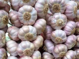 We have 3 types of garlic 1- Purple garlic