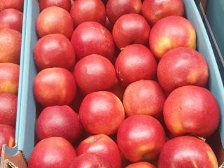The Polish COMPANY AL-DA Sp.J will sell potatoes for