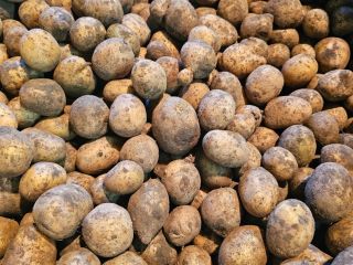 I will sell waste potatoes, feed potatoes, gala -