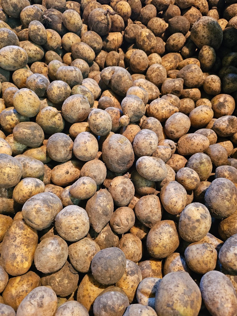 I will sell waste potatoes, feed potatoes, gala - loose, big bag