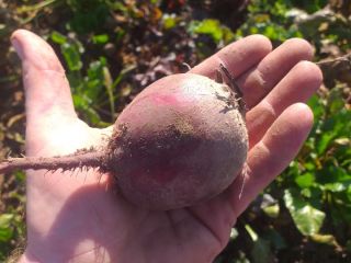 I will sell red blood beets from a small