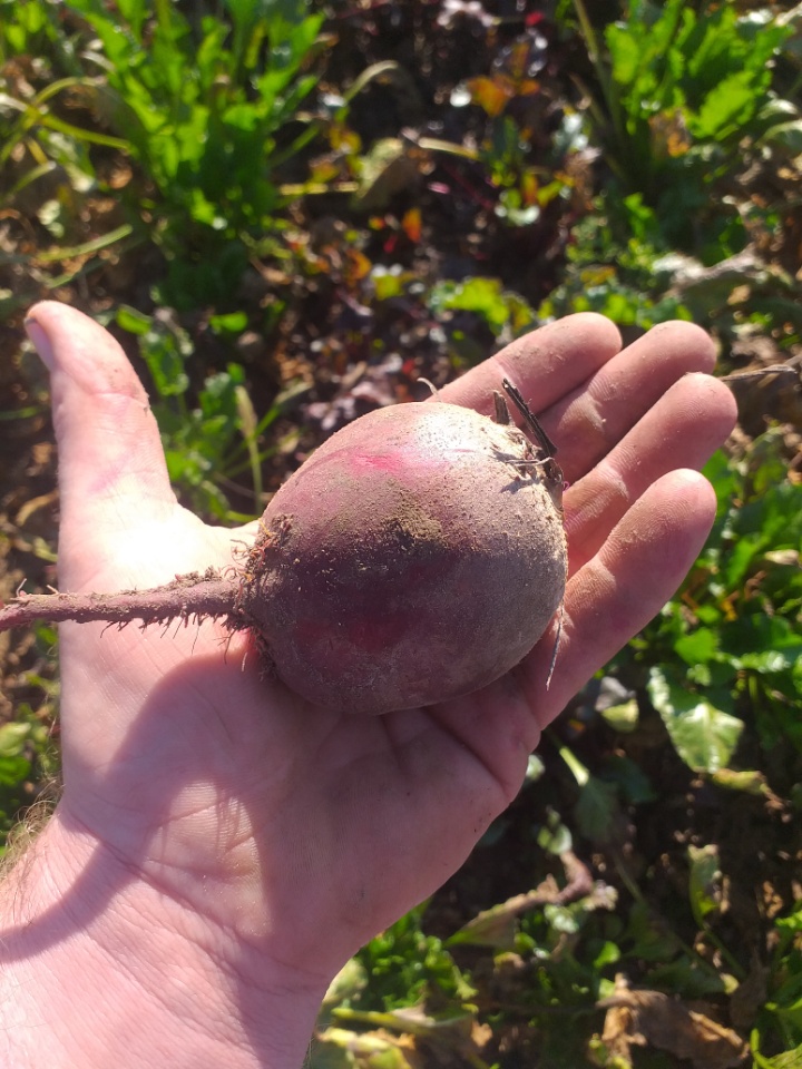 I will sell red blood beets from a small farm, about 3 tons
