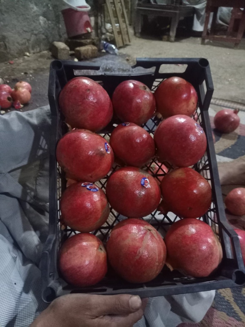 Egyptian pomegranate is a juicy fruit known for its red skin and delicious seeds